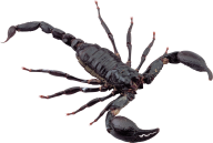 Scorpion PNG Free Download 2