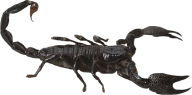 Scorpion PNG Free Download 22
