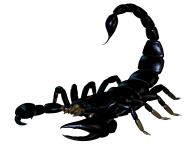 Scorpion PNG Free Download 24