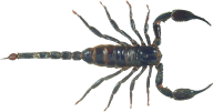 Scorpion PNG Free Download 4