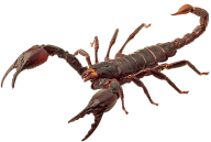 Scorpion PNG Free Download 7