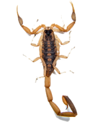 Scorpion PNG Free Download 9