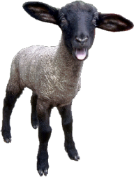 Sheep PNG Free Download 1