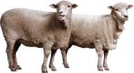 Sheep PNG Free Download 10