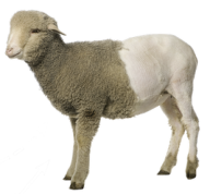 Sheep PNG Free Download 11