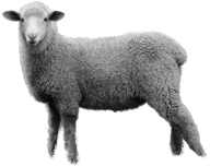 Sheep PNG Free Download 12