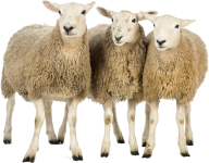 Sheep PNG Free Download 15