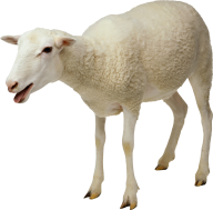Sheep PNG Free Download 17