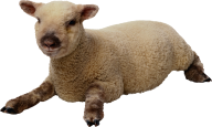 Sheep PNG Free Download 19