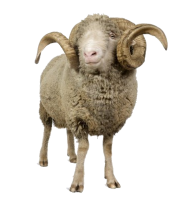 Sheep PNG Free Download 2