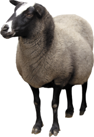 Sheep PNG Free Download 21
