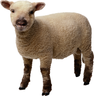 Sheep PNG Free Download 22
