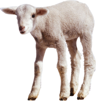Sheep PNG Free Download 24
