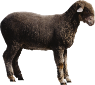 Sheep PNG Free Download 5