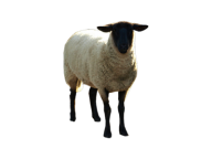 Sheep PNG Free Download 6