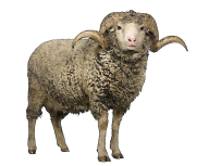 Sheep PNG Free Download 8