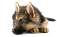 Shephard Dog Face Png Icon