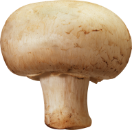 singel but mushroom free download png