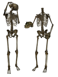 Skeleton PNG Free Download 10