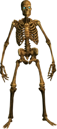 Skeleton PNG Free Download 18