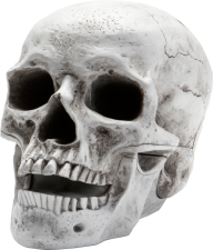 Skeleton PNG Free Download 2