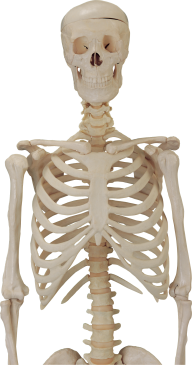 Skeleton PNG Free Download 21