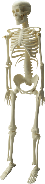 Skeleton PNG Free Download 24