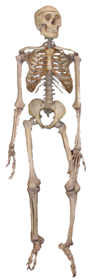 Skeleton PNG Free Download 3