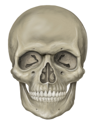 Skeleton PNG Free Download 32