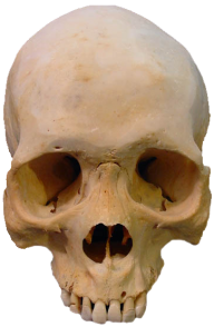 Skeleton PNG Free Download 33