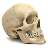 Skeleton PNG Free Download 34