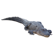 Sleeping Crocodile Png