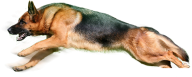 Sleeping Dog Png