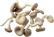 small driedmushroom free download png