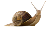 Snails PNG Free Download 12
