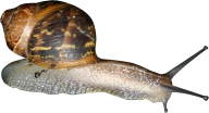 Snails PNG Free Download 23