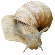 Snails PNG Free Download 27