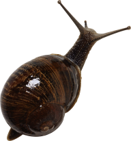 Snails PNG Free Download 4