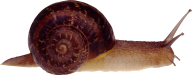 Snails PNG Free Download 5