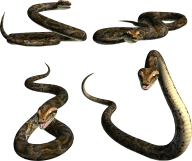 Snake PNG Free Download 1