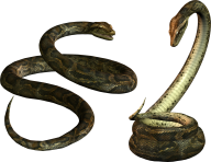 Snake PNG Free Download 10