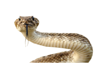 Snake PNG Free Download 12