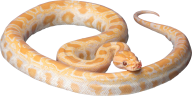 Snake PNG Free Download 13
