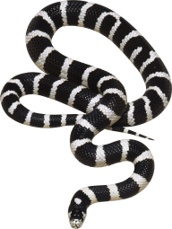Snake PNG Free Download 14
