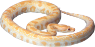 Snake PNG Free Download 15