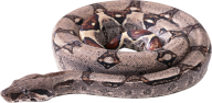 Snake PNG Free Download 16