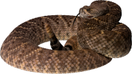 Snake PNG Free Download 17