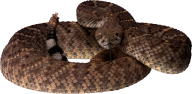 Snake PNG Free Download 19