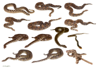 Snake PNG Free Download 2