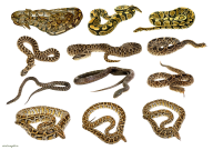 Snake PNG Free Download 20
